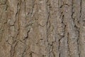 Close Up Bark Of A Liquidambar Styraciflua Tree At Amsterdam The Netherlands 21-3-2024 Royalty Free Stock Photo