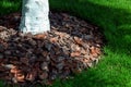 Close-up of bark mulching under a tree trunk. Royalty Free Stock Photo