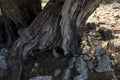 close-up of bark of an old olive tree