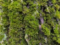 Close-up of the bark of an old tree with bright green flowering moss. Natural background Royalty Free Stock Photo