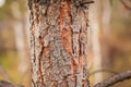 Close up Bark of Pine Tree with blurred forest background. natural backdrop Royalty Free Stock Photo