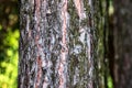 Close-up of the bark of a Pinus nigra tree, family Pinaceae