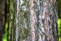 Close-up of the bark of a Pinus nigra tree, family Pinaceae