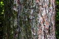 Close-up of the bark of a Pinus nigra tree, family Pinaceae