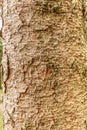 Close up of the bark of the Siberian spruce, Picea obovata, Royalty Free Stock Photo