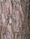 Close up Bark texture of red pine tree background Royalty Free Stock Photo