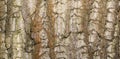 Close up Bark texture of tree red oak. Royalty Free Stock Photo