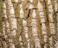 Close up Bark texture of tree red oak brown. Royalty Free Stock Photo