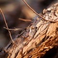 a close up of the bark of a tree Royalty Free Stock Photo
