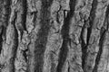 Close up the bark of a tree in black and white