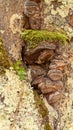 Close-up on a bark of a tree colonized by tinder, a hoof-shaped fungus