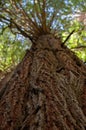 Close-up of the bark of a tree in a dense and verdant forest