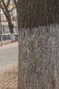 Close-up of the bark of a tree growing on the city boulevard Royalty Free Stock Photo