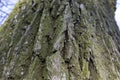 Tree bark, close-up Royalty Free Stock Photo