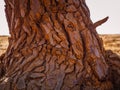 A close-up of the bark of a tree growing on the red sands. Provencal Colorado near Roussillon, Royalty Free Stock Photo