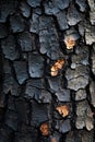 A close up of the bark of a tree that has been burned Royalty Free Stock Photo