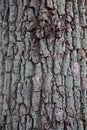 Tree bark in close up Royalty Free Stock Photo