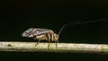 Barkfly walking on a twig in the forest Royalty Free Stock Photo