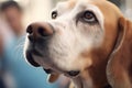 close-up of a barking beagle