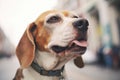 close-up of a barking beagle