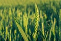 Close up of barley ear with green field on the background Royalty Free Stock Photo