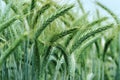 Close up of barley ears in field
