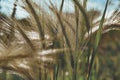 Close up of barley ears, rye field, agriculture agriculture, farming. barley Royalty Free Stock Photo