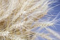 Close-up of barley grain is used for flour barley bread barley beer some whiskeys some vodkas and animal fodder