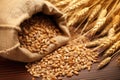 close-up of barley grains in a burlap sack