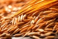 close-up of barley grains used in whisky production