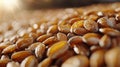 A close-up of barley kernels, ready for malting and brewing Royalty Free Stock Photo