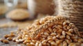 A close-up of barley kernels, ready for malting and brewing Royalty Free Stock Photo