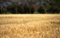 close up of a barley and wheat crop seed heads blowing in the wind in summer in australia on a farm Royalty Free Stock Photo