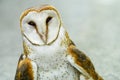 Close up of a Barn Owl Royalty Free Stock Photo