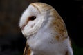 Close up Barn Owl Royalty Free Stock Photo