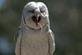 Barn owl eating a rat Royalty Free Stock Photo