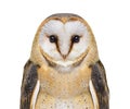 close up on a Barn Owl head, Tyto alba, isolated on white Royalty Free Stock Photo