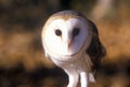 Close-up of Barn Owl, Land Between Lakes, KY Royalty Free Stock Photo