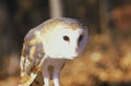 Close-up of Barn Owl, Land Between Lakes, KY Royalty Free Stock Photo