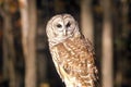 Close-up of Barn Owl, Land Between Lakes, KY Royalty Free Stock Photo