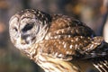 Close-up of Barn Owl, Land Between Lakes, KY Royalty Free Stock Photo
