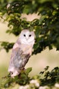 Close up of Barn Owl perching in the tree Royalty Free Stock Photo