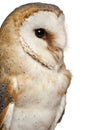 Close up of Barn Owl, Tyto alba, in front of white background