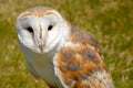 Close up of barn owl, tytonidae Royalty Free Stock Photo