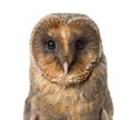 Close-up of a Barn owl , Royalty Free Stock Photo