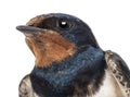 Close-up of a Barn Swallow, Hirundo rustica Royalty Free Stock Photo