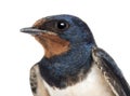 Close-up of a Barn Swallow, Hirundo rustica against white background Royalty Free Stock Photo