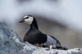 Close-up of barnacle goose nesting on rock Royalty Free Stock Photo