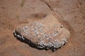 Close up barnacles on stone on sand on seashore