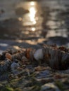 Close up barnacles on a rock during sunset Royalty Free Stock Photo
